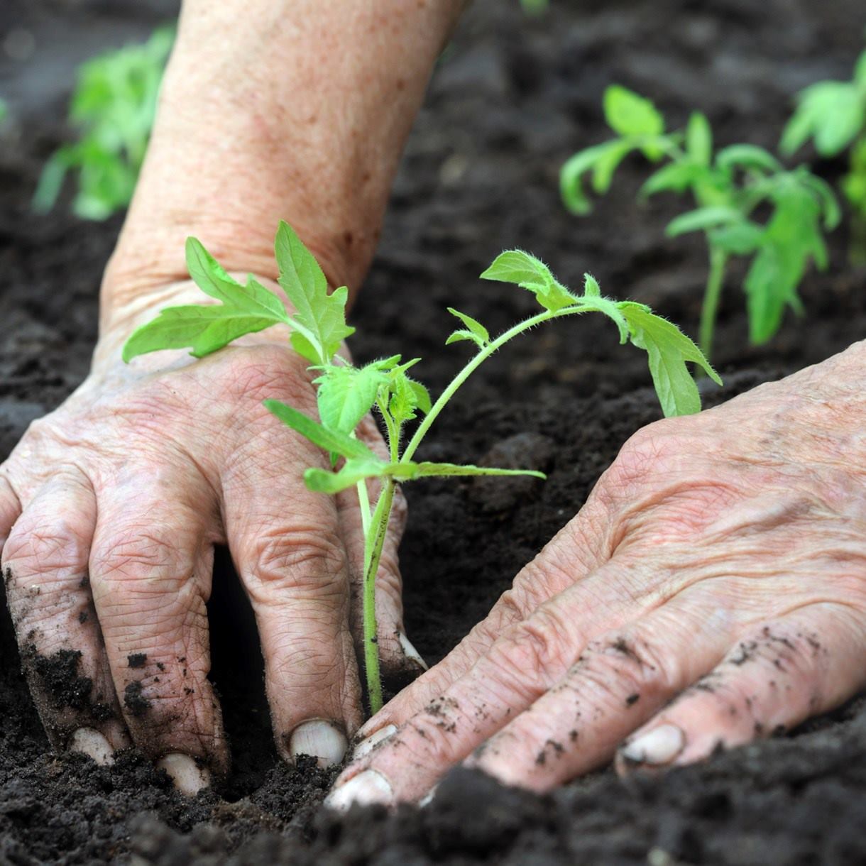 hombre-plantando-tomates